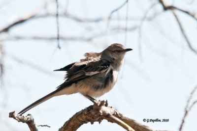 Northern Mockingbird / Moqueur Polyglotte