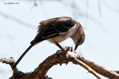 Northern mockingbird / Moqueur Polyglotte