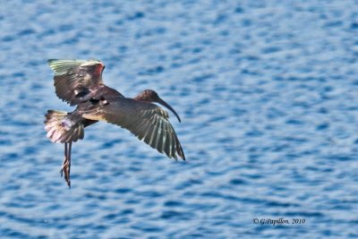 Glossy Ibis / Ibis Falcinelle