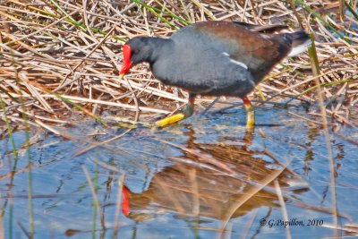 Common Moorhen / Gallinule poule-d'eau