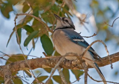 Blue Jay / Geai Bleu