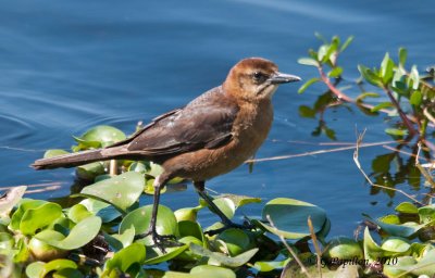 Boat-Tailed Grackle / Quiscale des Marais