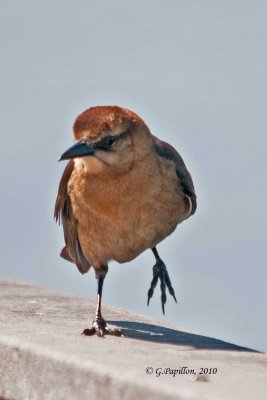 Boat-Tailed Grackle / Quiscale des Marais