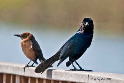 Boat-Tailed Grackle / Quiscale des Marais
