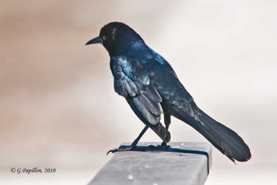 Boat-Tailed Grackle / Quiscale des Marais