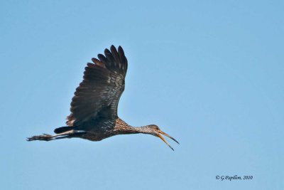 Limpkin / Courlan Brun