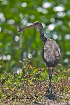 Limpkin / Courlan Brun
