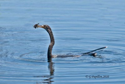 Anhinga / Anhinga d'Amérique