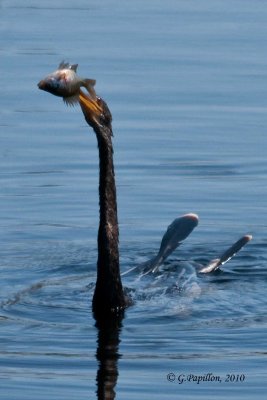 Anhinga / Anihinga d'Amérique