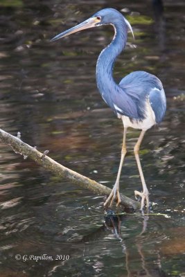 Tricolored Heron / Aigrette Tricolore