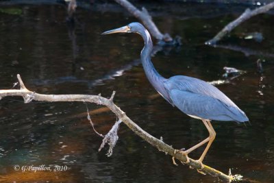 Tricolored Heron / Aigrette Tricolore