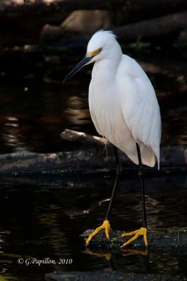 Snowy Egret / Aigrette Neigeuse