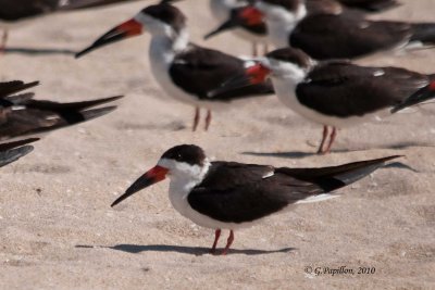 Black Skimmer / Bec-en-Ciseaux Noir