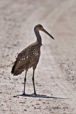 Limpkin / Courlan Brun