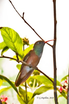 Buff-Belllied Hummingbird / Ariane du Yucatan