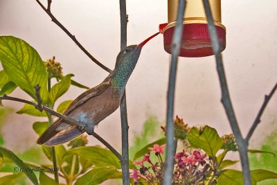 Buff_bellied hummingbird / Ariane du Yucatan