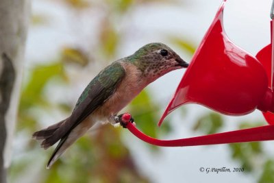 Broad_Tailed Hummingbird / Colibri  Queue Large 