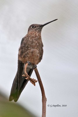 Anna's Hummingbird / Colibri d'Anna