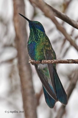 Green Violet-Ear / Colibri Thalassin