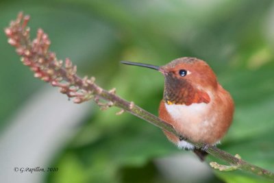 HUMMINGBIRDS / COLIBRIS