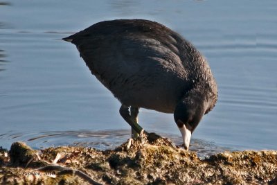 American Coot / Foulque d'Amérique