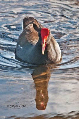 Common Moorhen / Gallinule Poule-d'eau
