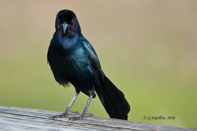 Fish Crow / Corneille de Rivage
