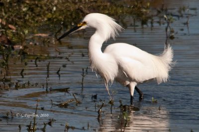 Snowy Egret / Aigrette neigeuse