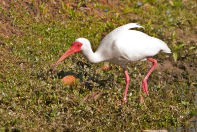 White Ibis / Ibis blanc