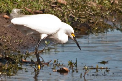 Snowy Egret / Aigrette neigeuse