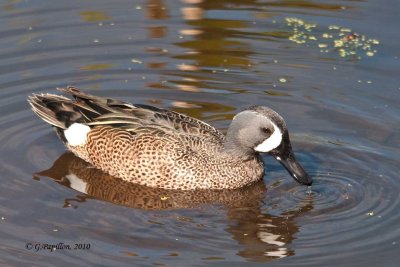 Blue-winged Teal / Sarcelle à ailes bleues