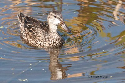 Blue-winged Teal / Sarcelle à ailes bleues