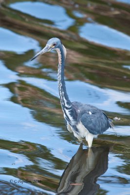 Tricolored Heron / Aigrette tricolore
