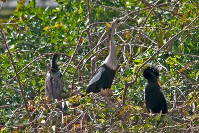 Anhinga / Anhinga d'Amérique