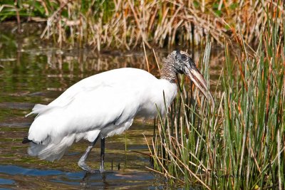 Wood Stork / Tantale d'Amérique
