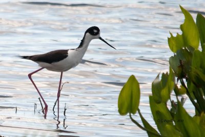 Black-necked Stilt / Échasse d'Amérique