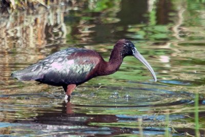 glossy Ibis / Ibis falcinelle