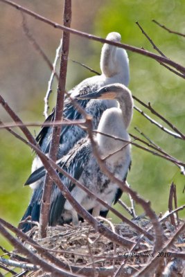 Anhinga / Anhinga d'Amérique