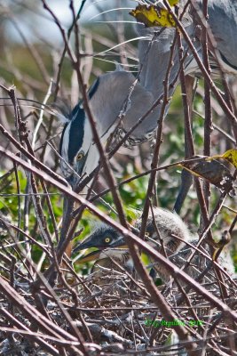 Great Blue Heron / Grand Héron
