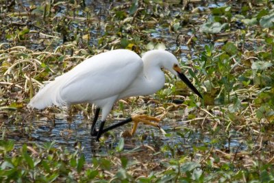 Snowy Egret / Aigrette neigeuse