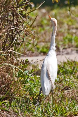 Cattle Egret / Héron garde-boeufs