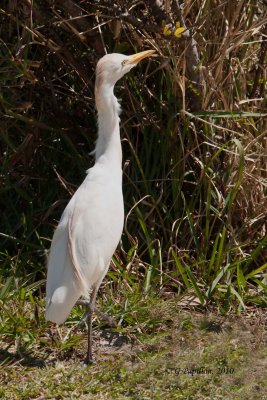 Cattle Egret / Héron garde-boeufs
