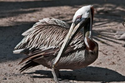 Brown Pelican / Pélican brun
