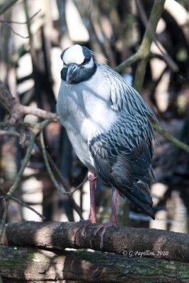 Yellow-crowned Night-Heron / Bihoreau violacé