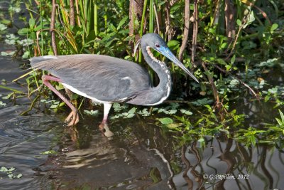 Tricolored Heron / Aigrette Tricolore