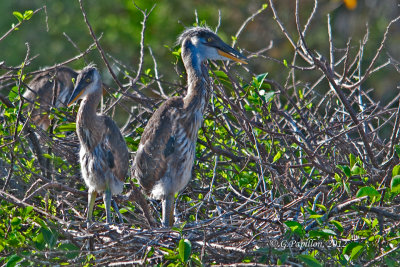 Great Blue Heron / Grand Héron