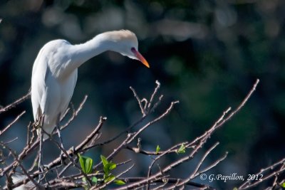 Catle Egret / Héron Garde-Boeufs