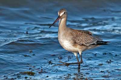 Hudsonian Godwit / Barge Hudsonienne