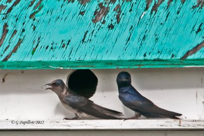 Swallows / Hirondelles