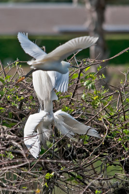 Snowy Egret / Aigrette Neigeuse